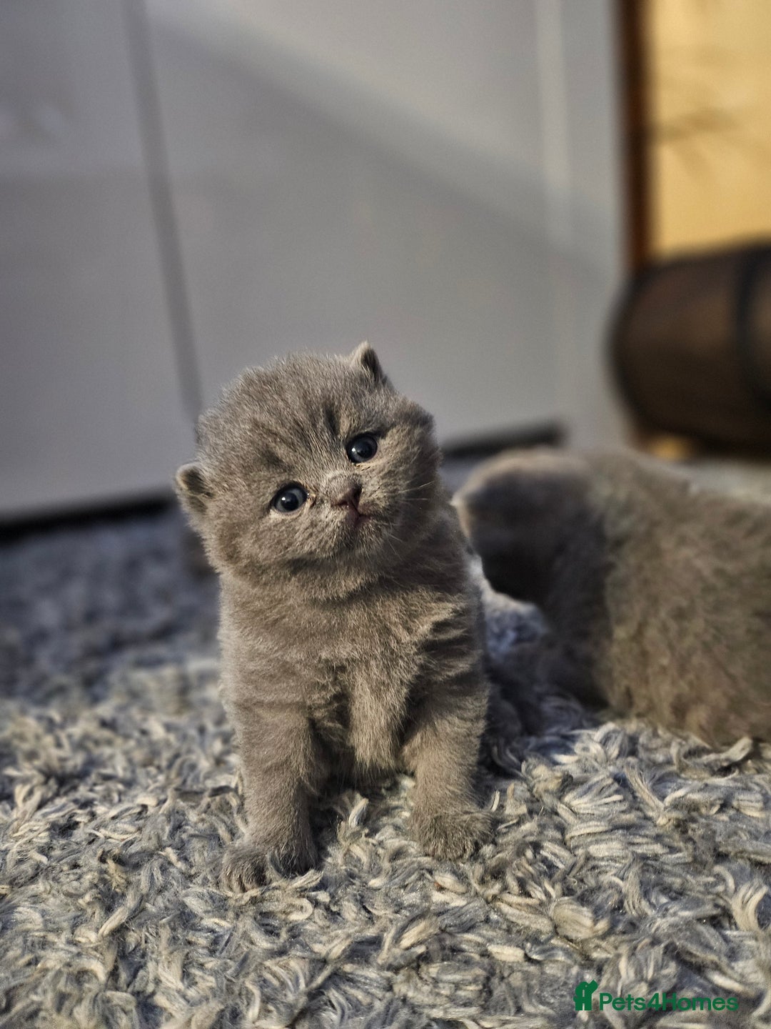 British Shorthair cats for sale: Beautiful British blue kittens  - Image 7