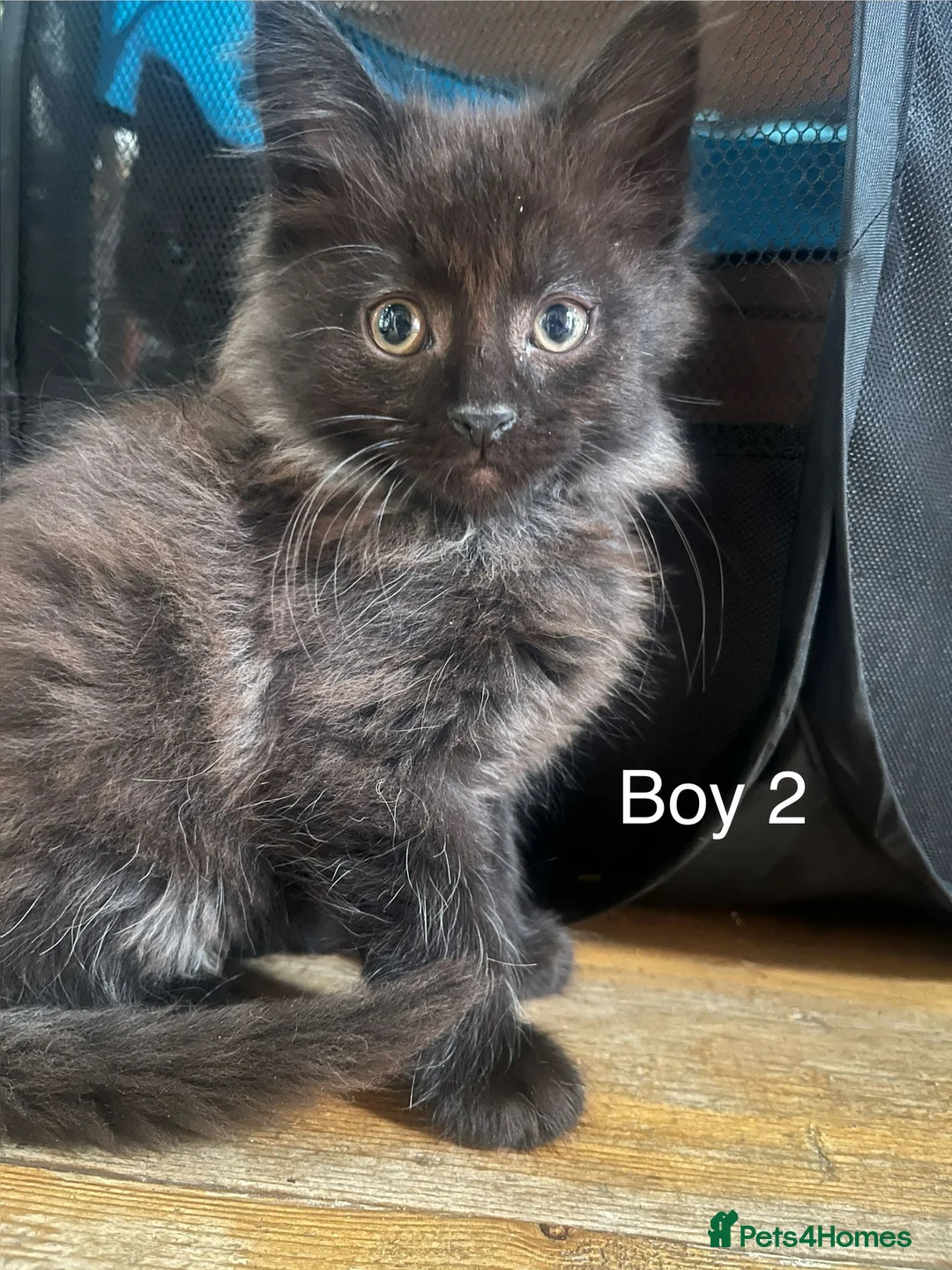 Mixed Breed cats for sale: Mixed breed kittens, mum half maine coon. in Matlock - Advert 2