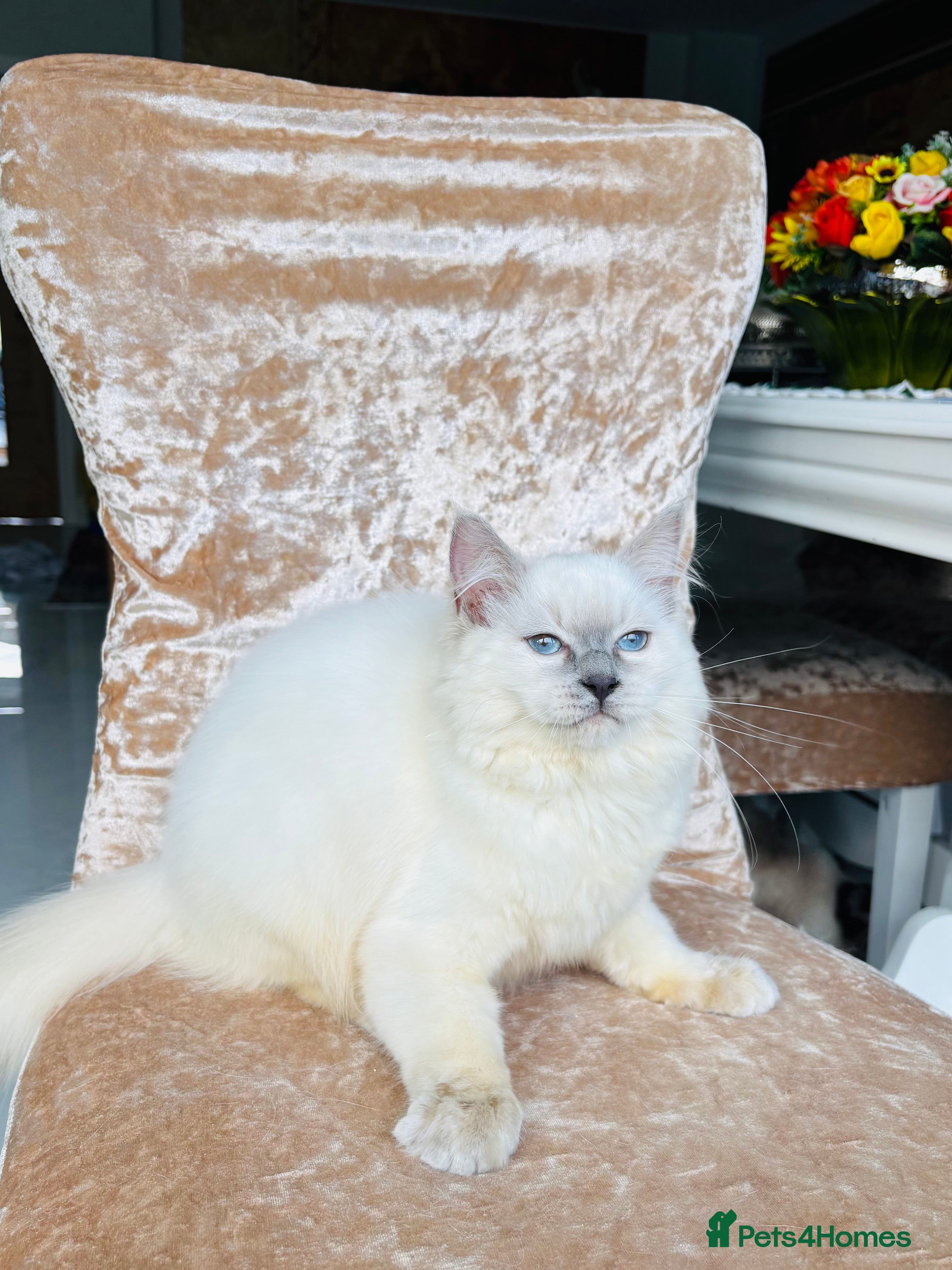 Ragdoll cats Beautiful ragdoll kittens  - Advert 6