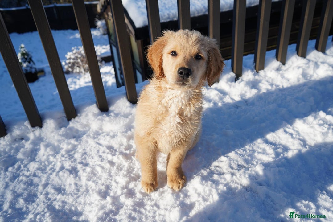 Golden Retriever dogs for sale: KC Fully Trained Golden Retriever Puppies - Advert 6