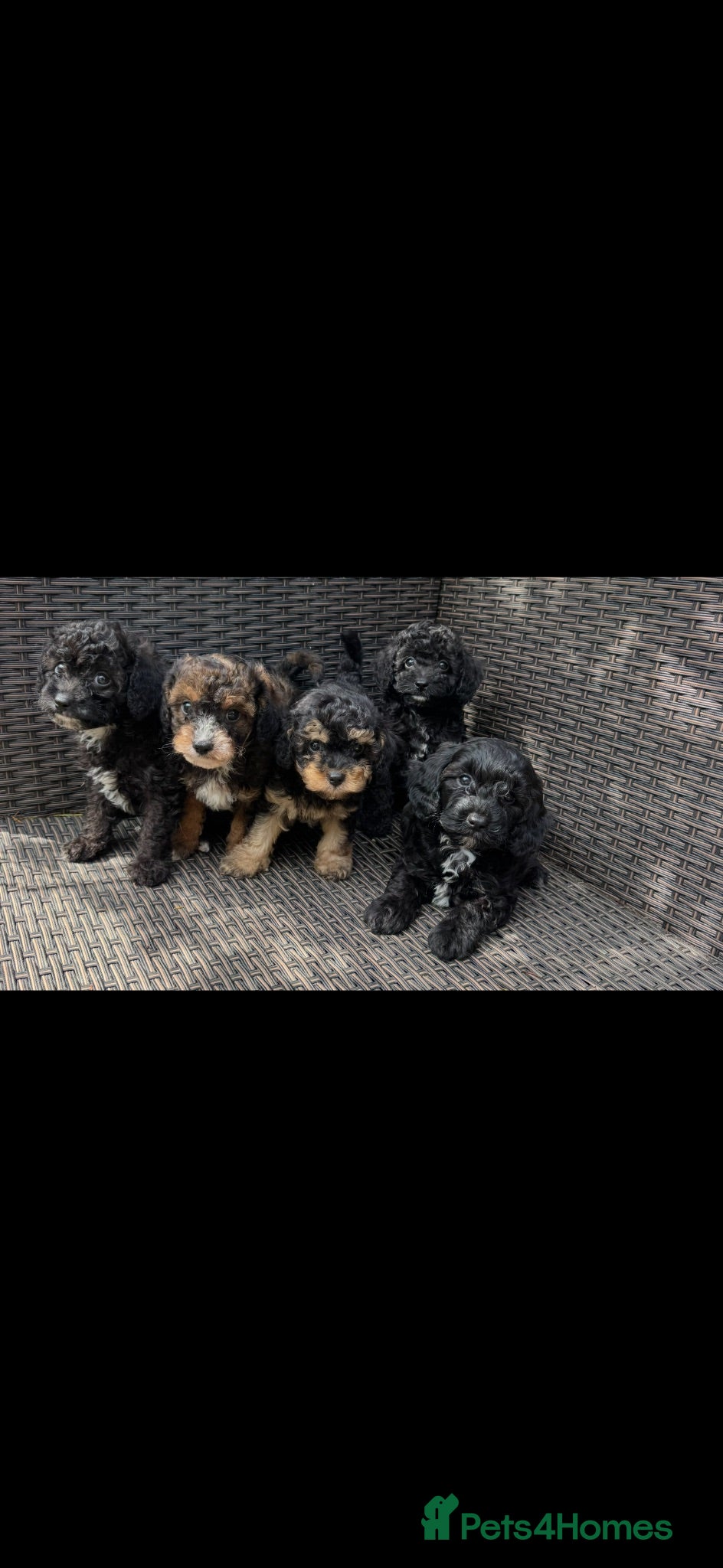 Cavapoochon dogs Cavapoochon pups health tested parents  - Advert 2