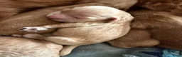 Cockapoo dogs for sale: F2 Cockapoos  - Advert 6