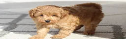 Cavapoochon dogs for sale: Cavapoochon puppies for sale Fox Red  - Advert 20