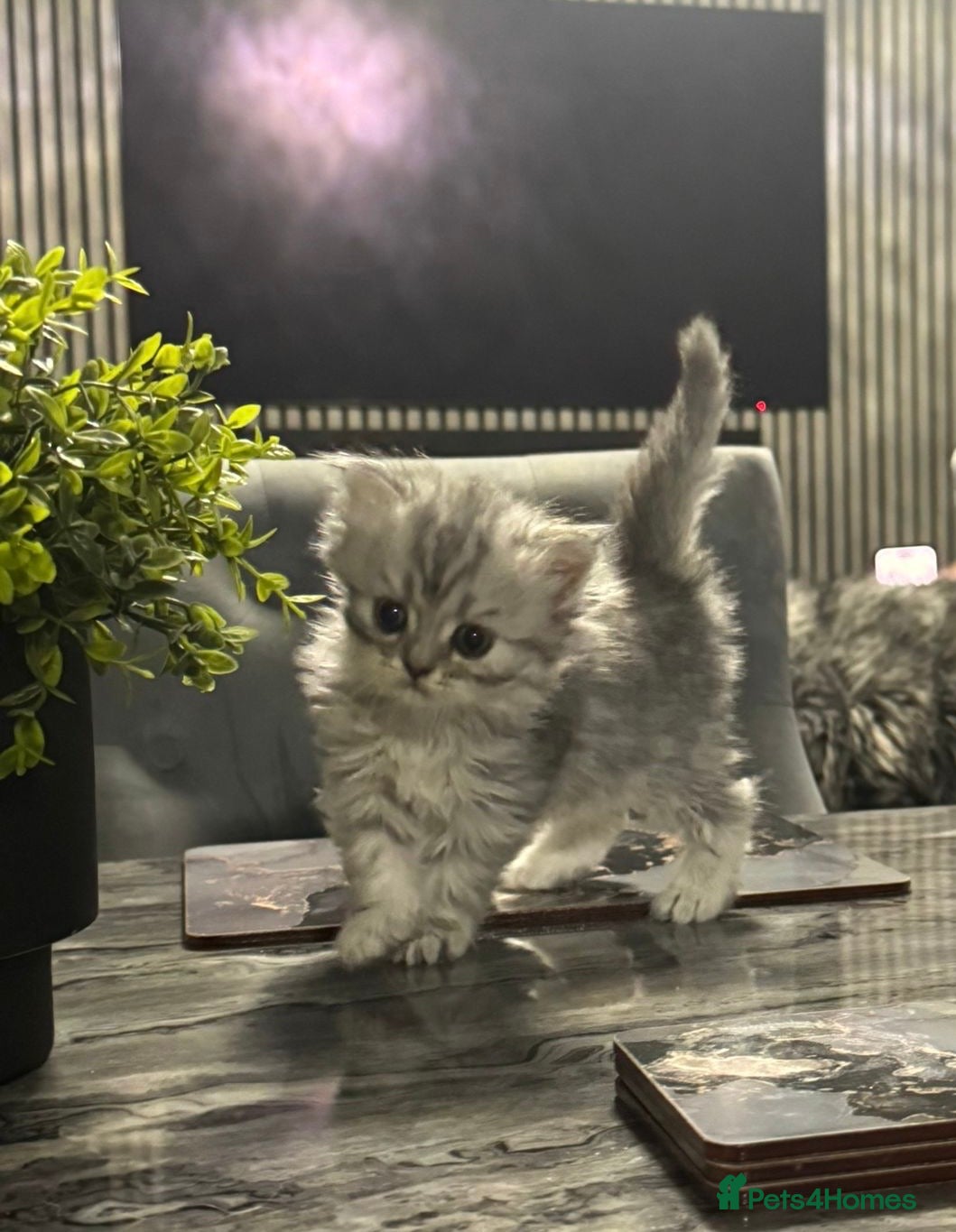 Persian cats for sale: Pure Persian long coat kitten’s - Advert 13