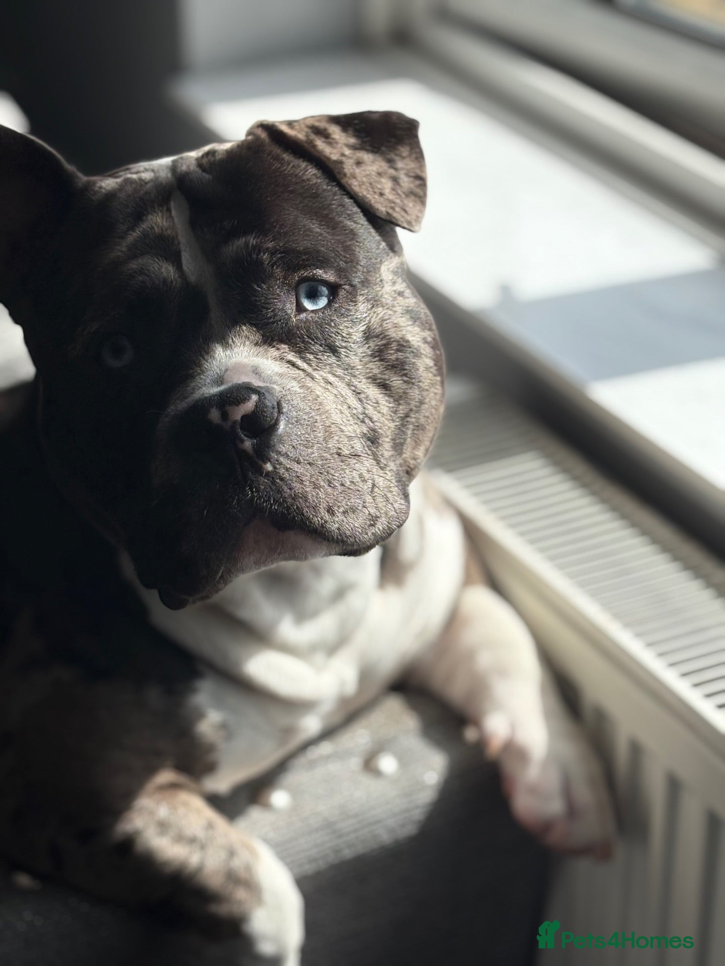 American Bully dogs Male Merle pocket bully  - Advert 1