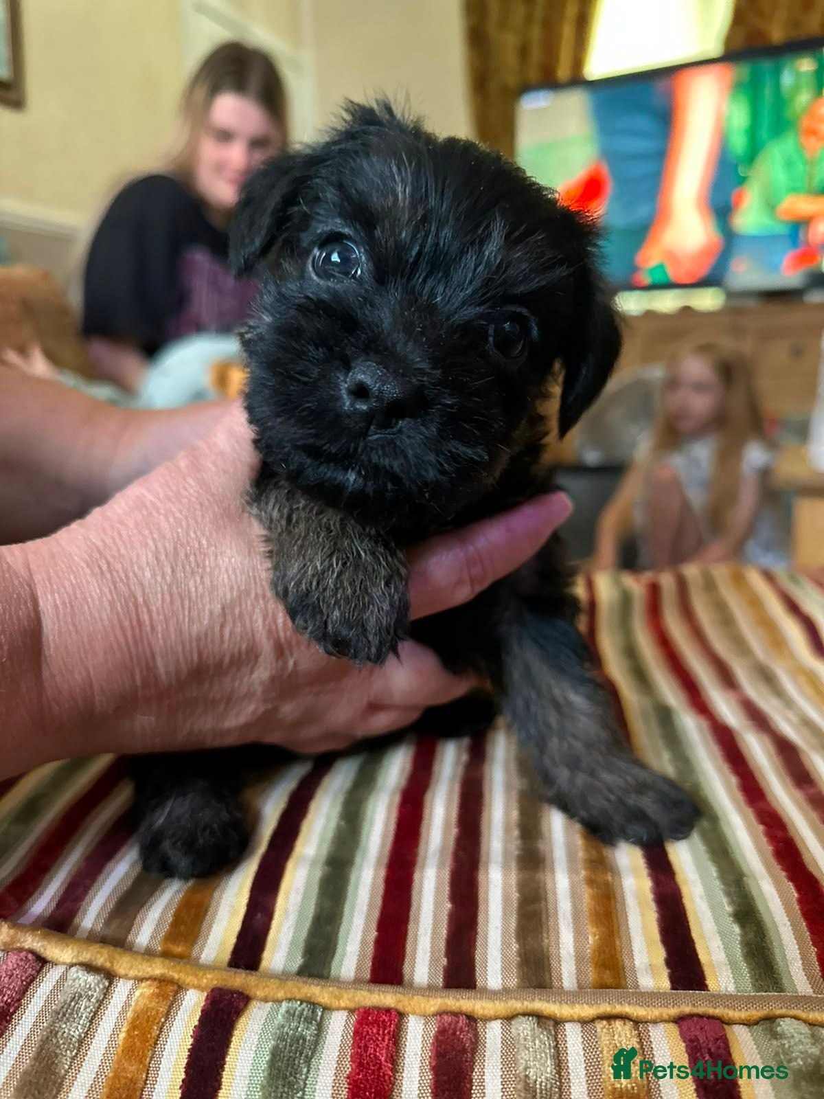 Border Terrier dogs 1 Boy left.Border terrier puppies SLEMCLR parents  - Advert 10