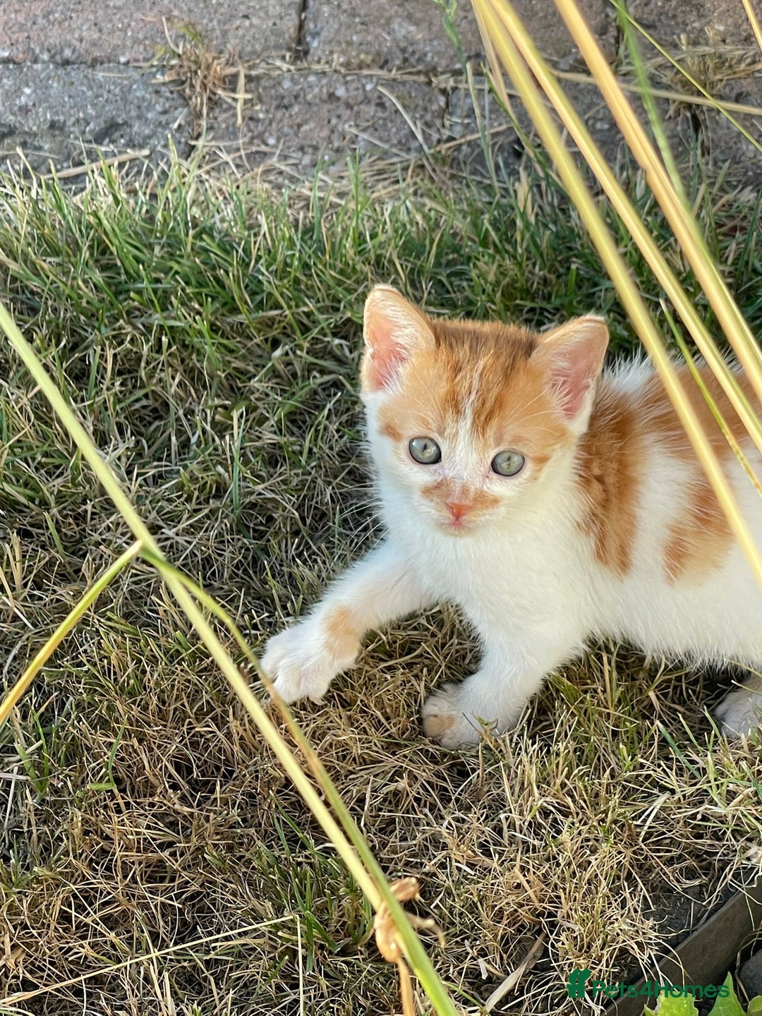 Mixed Breed cats for sale: Four beautiful kittens  - Image 8