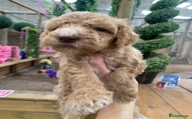Bernedoodle dogs - Advert 1
