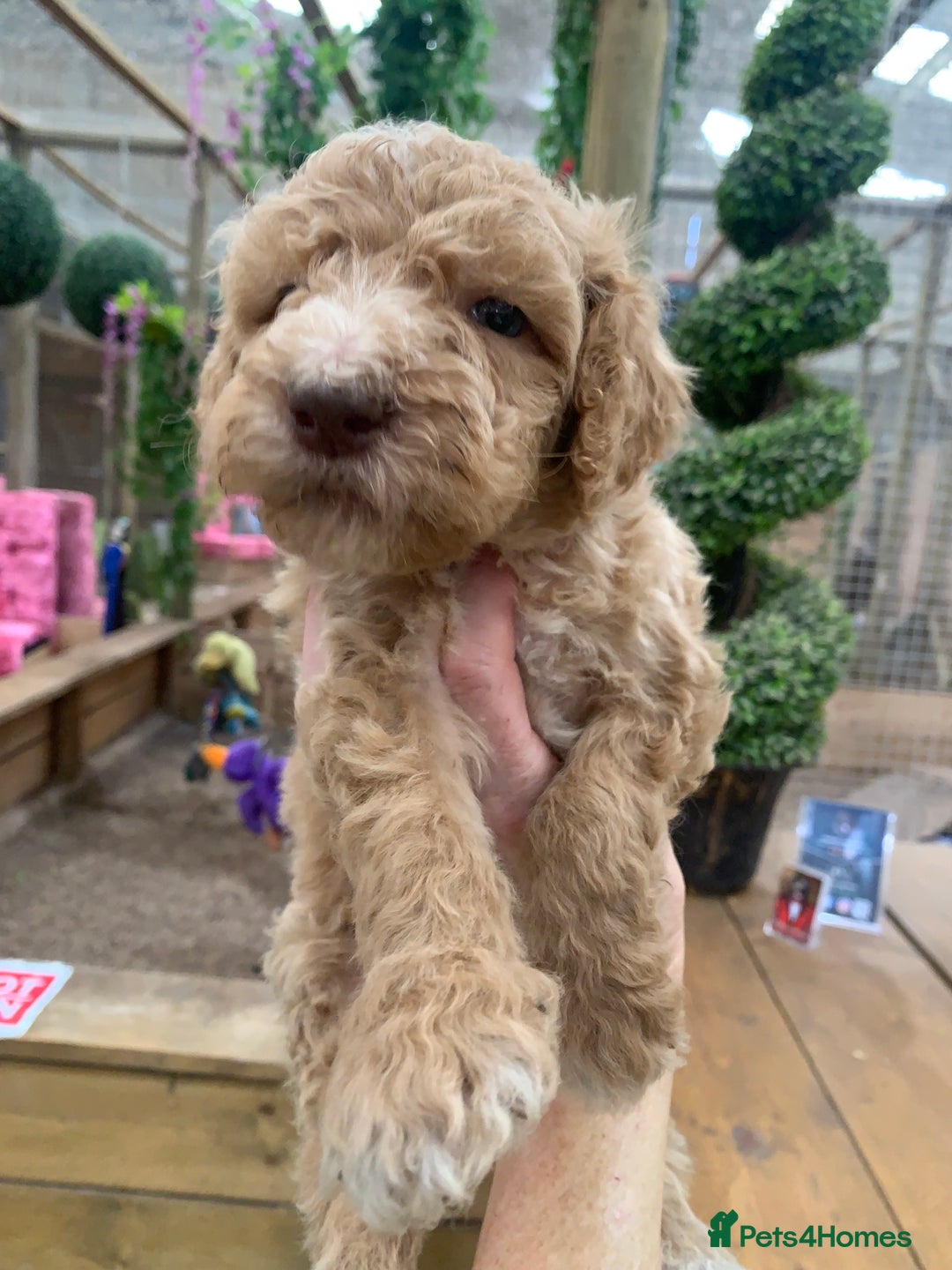 Bernedoodle dogs for sale: Medium Size Bernedoodle F1 puppies.  - Image 1