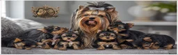 Yorkshire Terrier dogs for sale: STUNNING MINIATURE YORKIES KC DNA - Advert 10