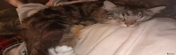 Domestic Shorthair cats for sale: Female cat in Middlesbrough - Advert 7