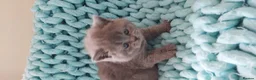 British Shorthair cats for sale: Beautiful Pedigree British Shorthair kittens  - Advert 3