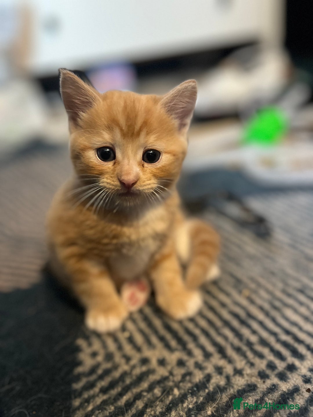 Mixed Breed cats for sale: Adorable kittens  - Image 3