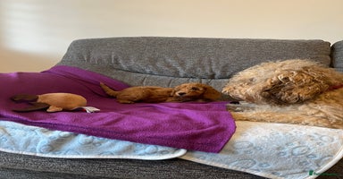Cockapoo dogs - Advert 7