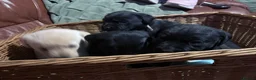 Labrador Retriever dogs for sale: Labrador puppies - Advert 9