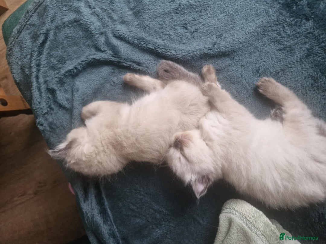 Ragdoll cats for sale: Seal Point Ragdoll – Boy Looking for a Loving Home - Advert 8