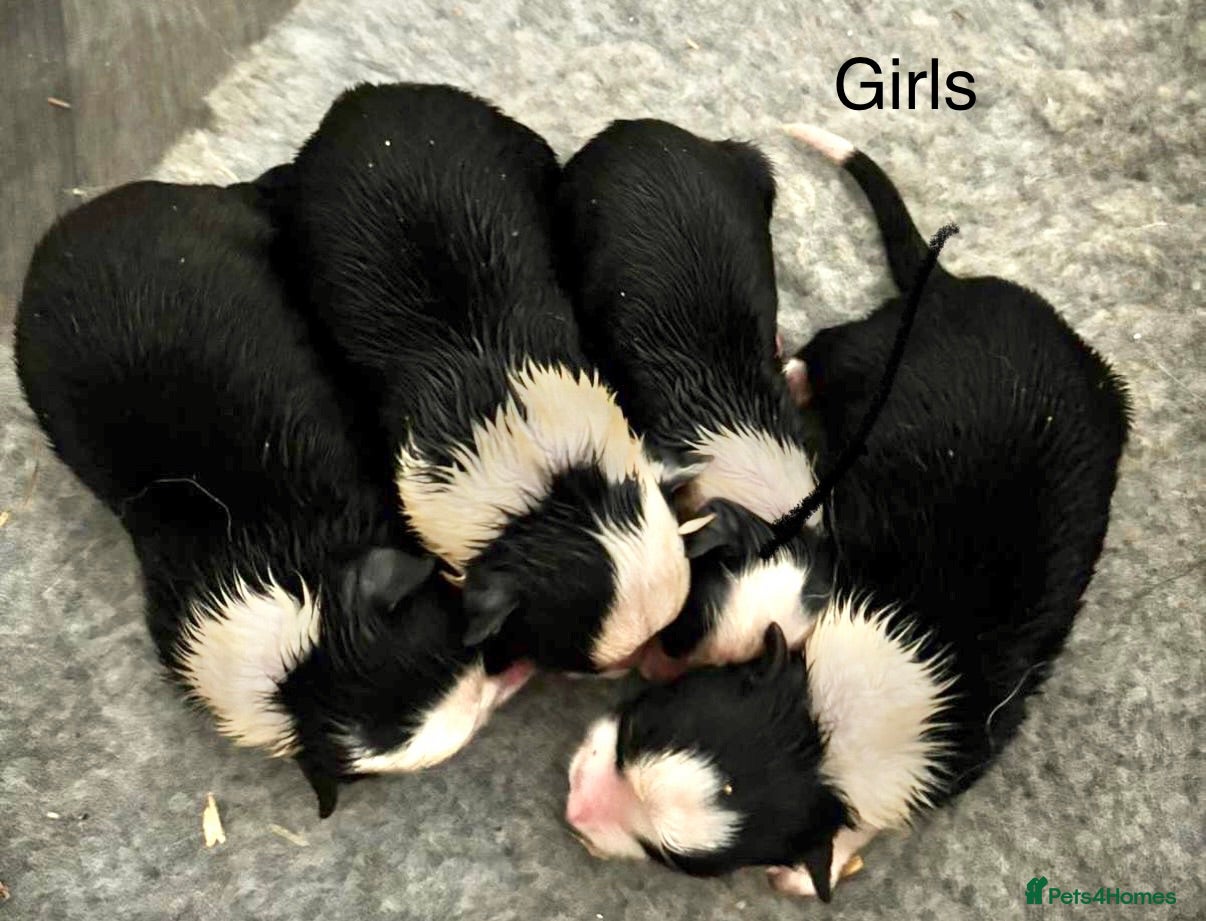 Border Collie dogs ISDS registered pups from amazing lines - Advert 2