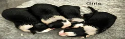 Border Collie dogs for sale: ISDS registered pups from amazing lines - Advert 30