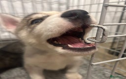 Siberian Husky dogs for sale: 3 x Siberian husky puppies  - Image 8