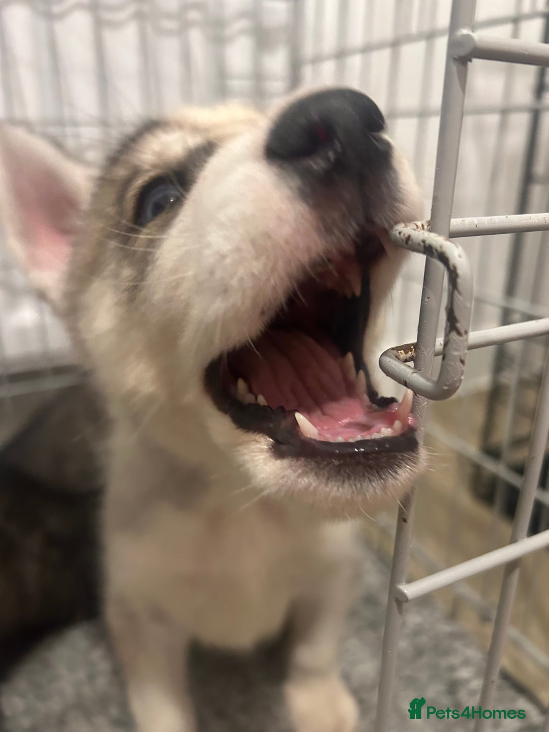 Siberian Husky dogs for sale: 3 x Siberian husky puppies  - Image 8