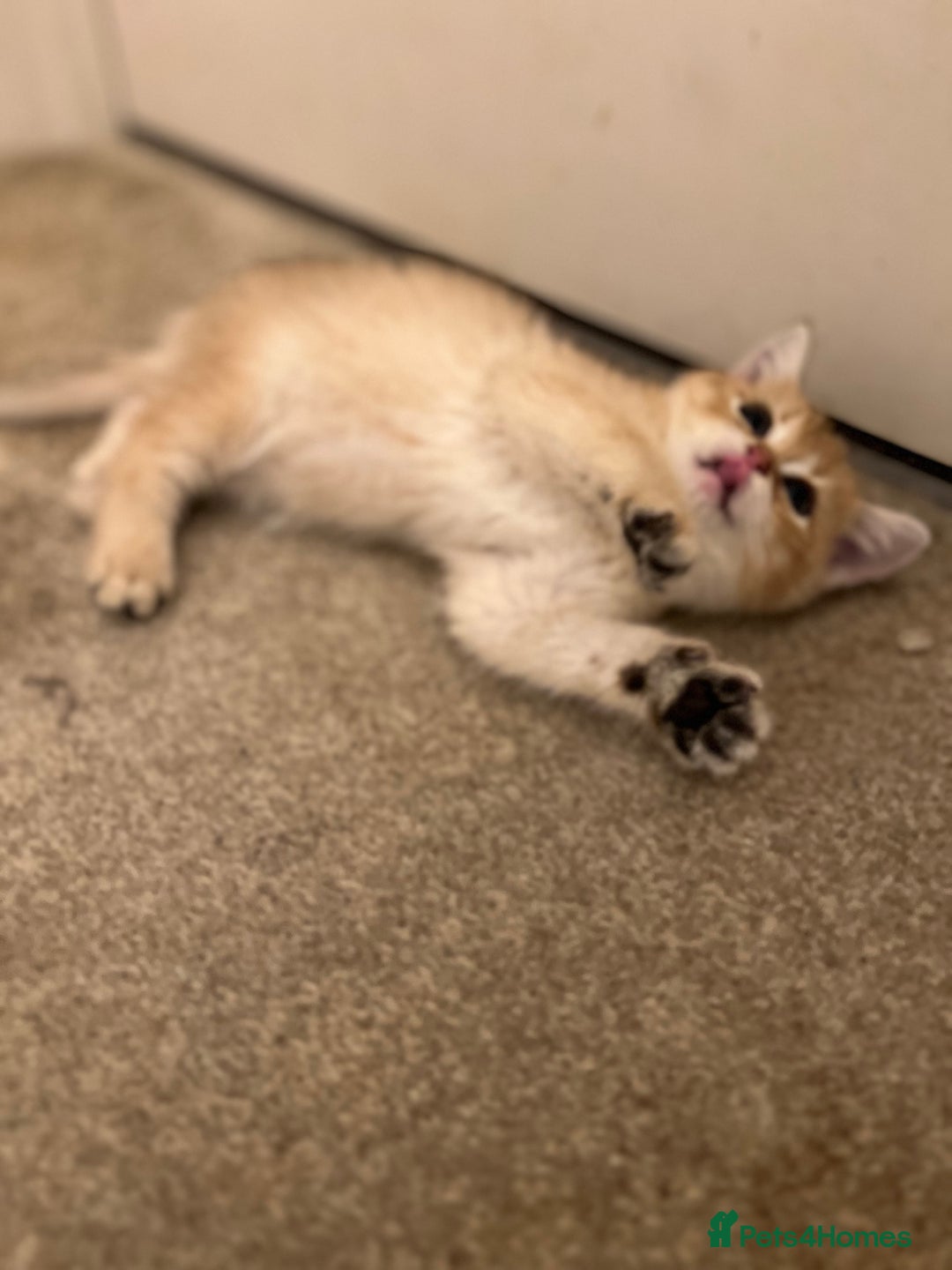 British Shorthair cats for sale: Only two boys left ready to go ❤️ - Image 2