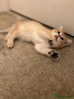 British Shorthair cats - Advert 3