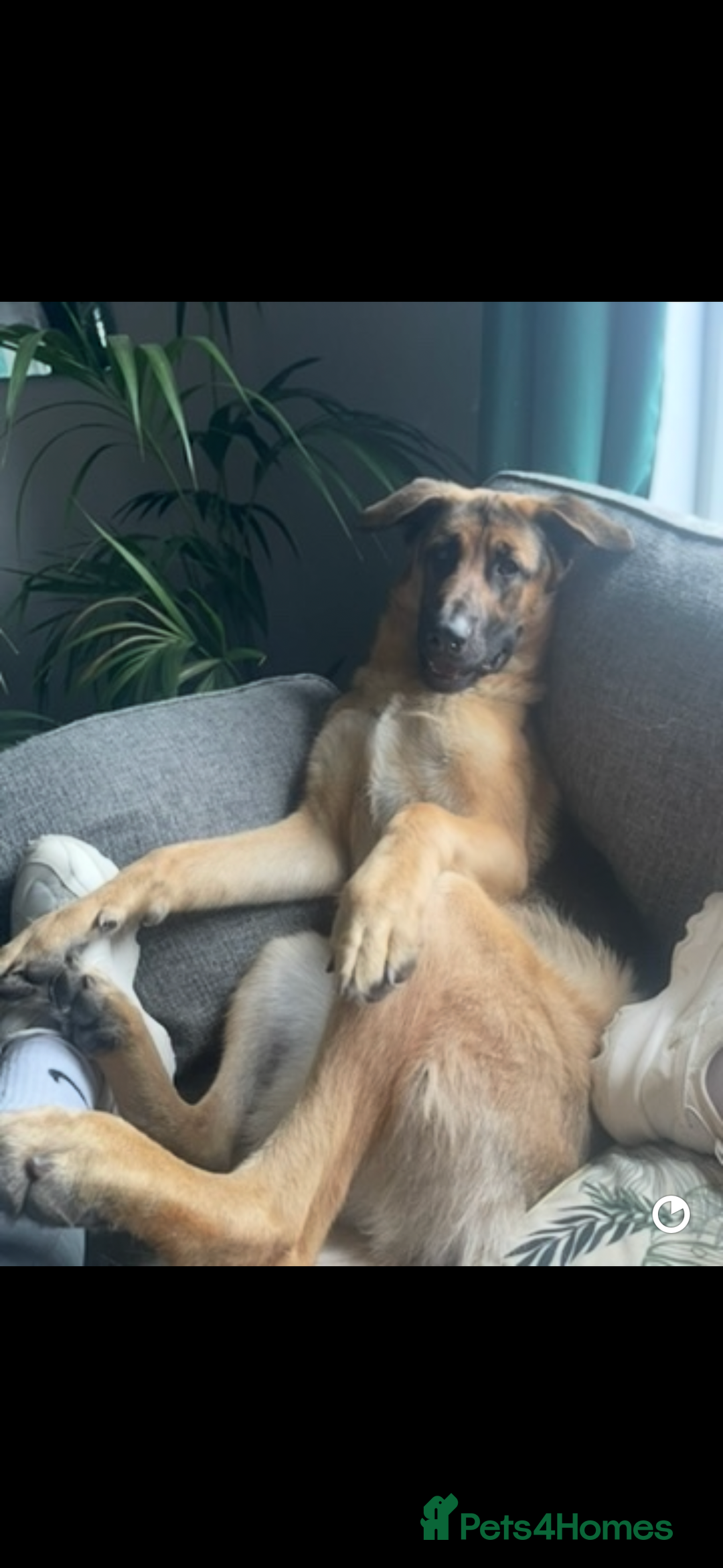 German Shepherd dogs for sale: 2 year old male German shepherd  - Advert 8