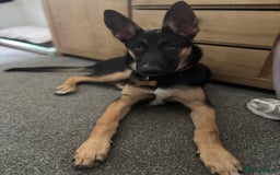 Mixed Breed dogs for sale: Freya  - Image 1