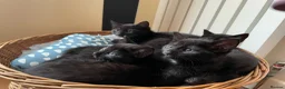 Mixed Breed cats for sale: 6 x beautiful kittens looking for their new home - Advert 9