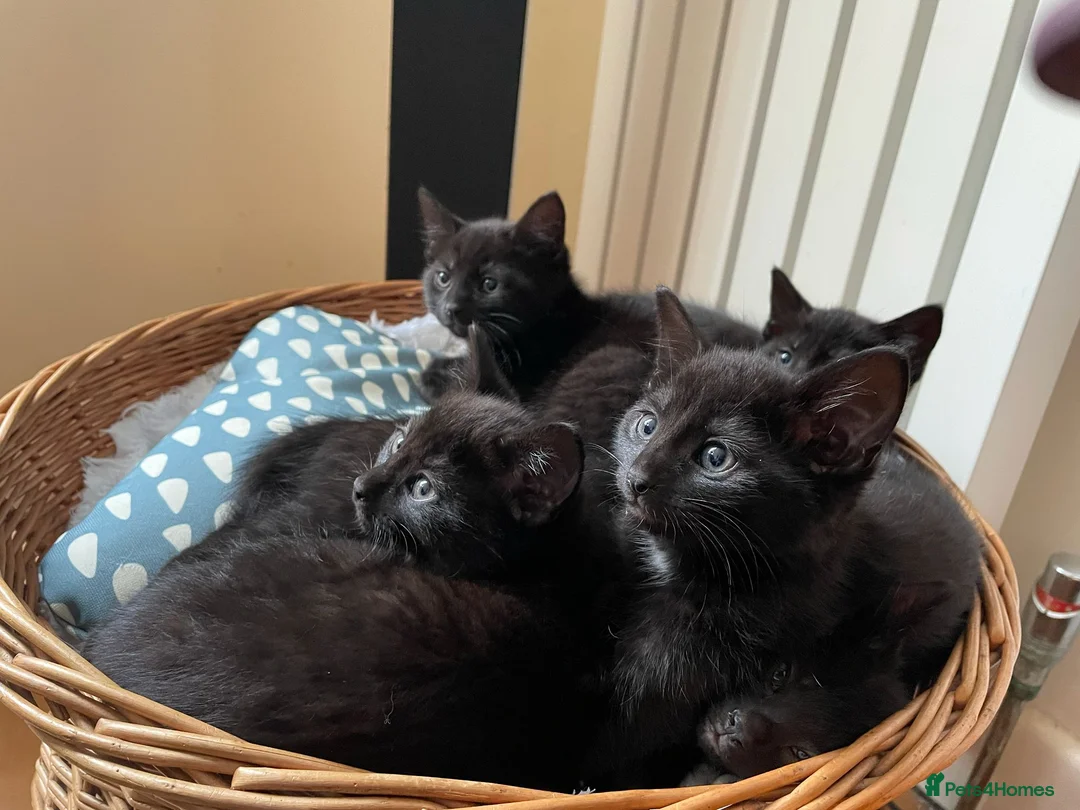 Mixed Breed cats for sale: 6 x beautiful kittens looking for their new home - Advert 9