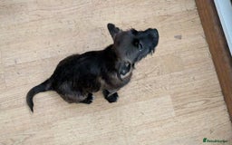 Mixed Breed dogs for sale: Last 3 mixed breed puppies available  - Image 12