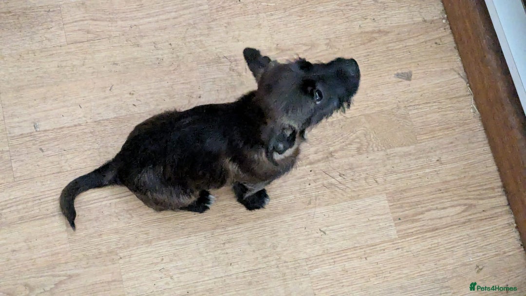 Mixed Breed dogs for sale: Last 3 mixed breed puppies available  - Image 12