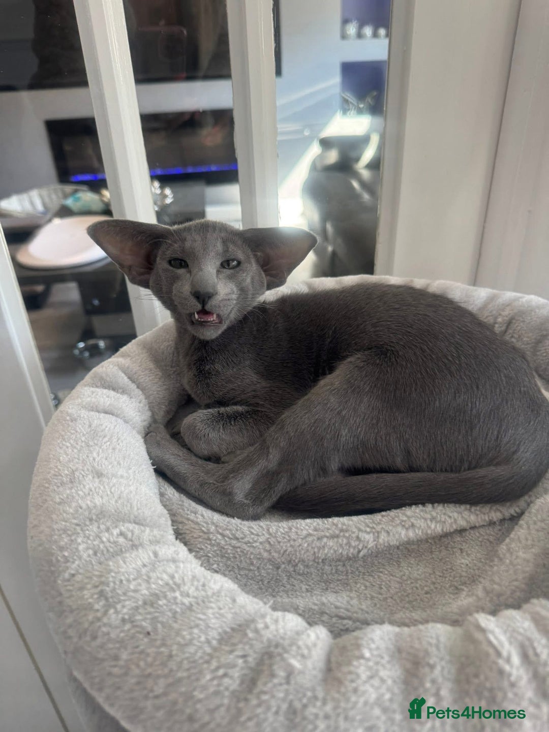 Oriental cats for sale: Stunning active blue girl Gccf registered  - Advert 6