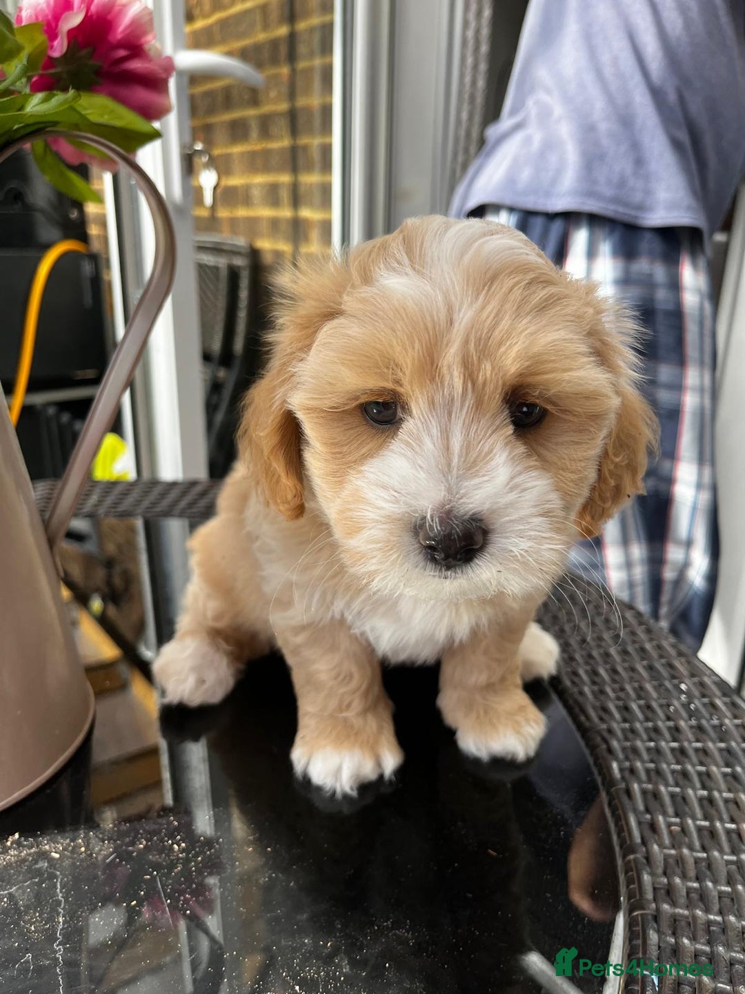 Maltipoo dogs for sale: Adorable Maltipoo  - Image 17