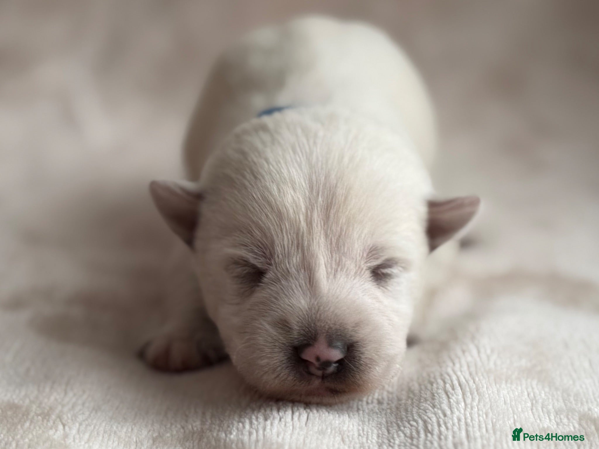 West Highland Terrier dogs West highland Terrier puppies for sale - Advert 1