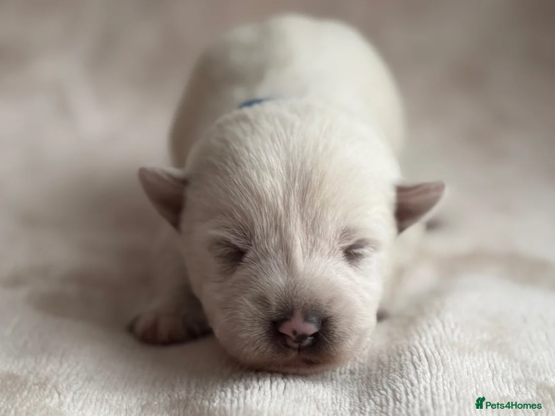 West Highland Terrier dogs for sale: West highland Terrier puppies for sale - Advert 2