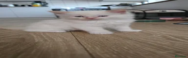 Ragdoll 1