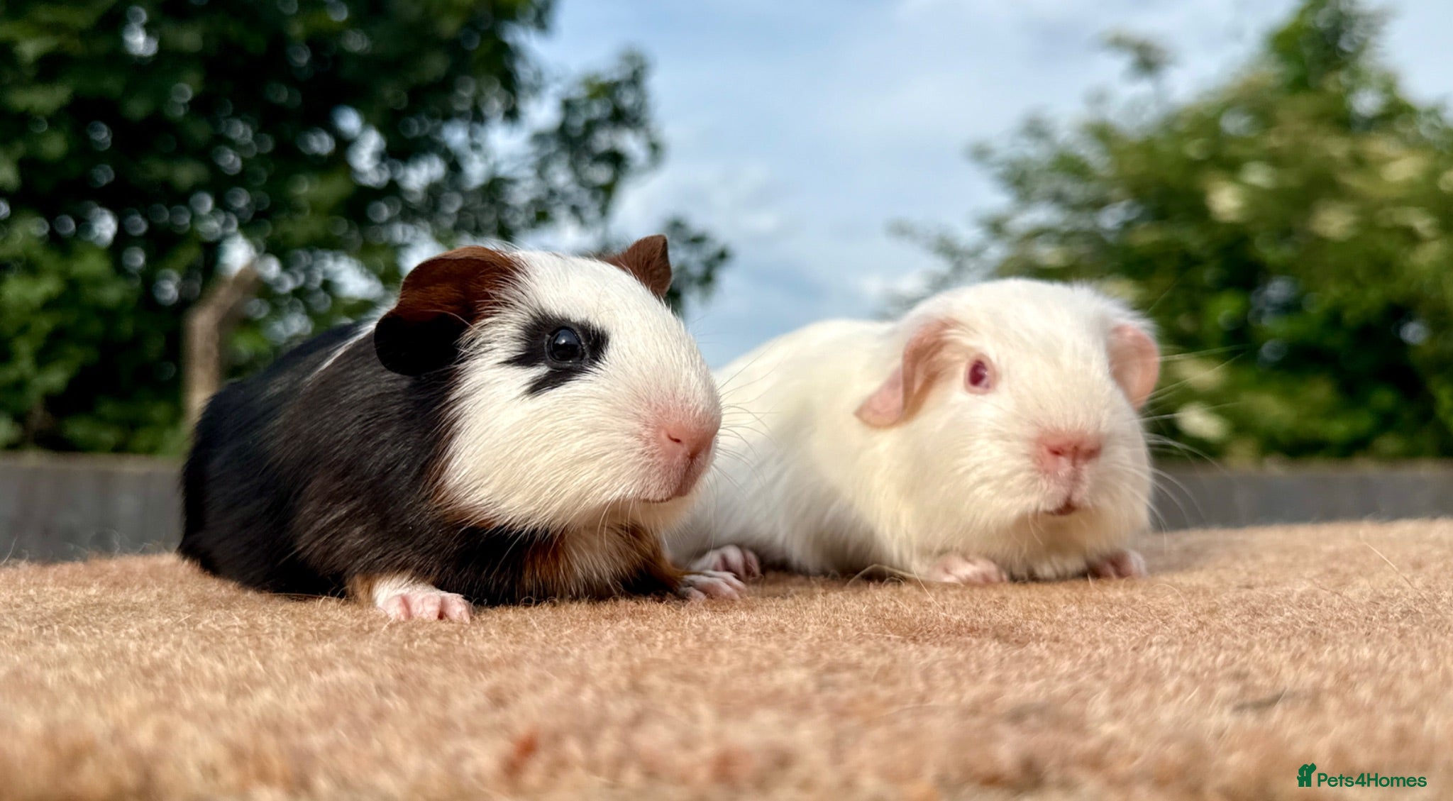 Guinea Pig rodents Various Breeds - Boys - Advert 16