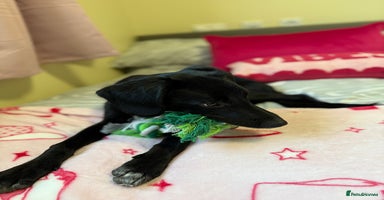 Mixed Breed dogs - Advert 4