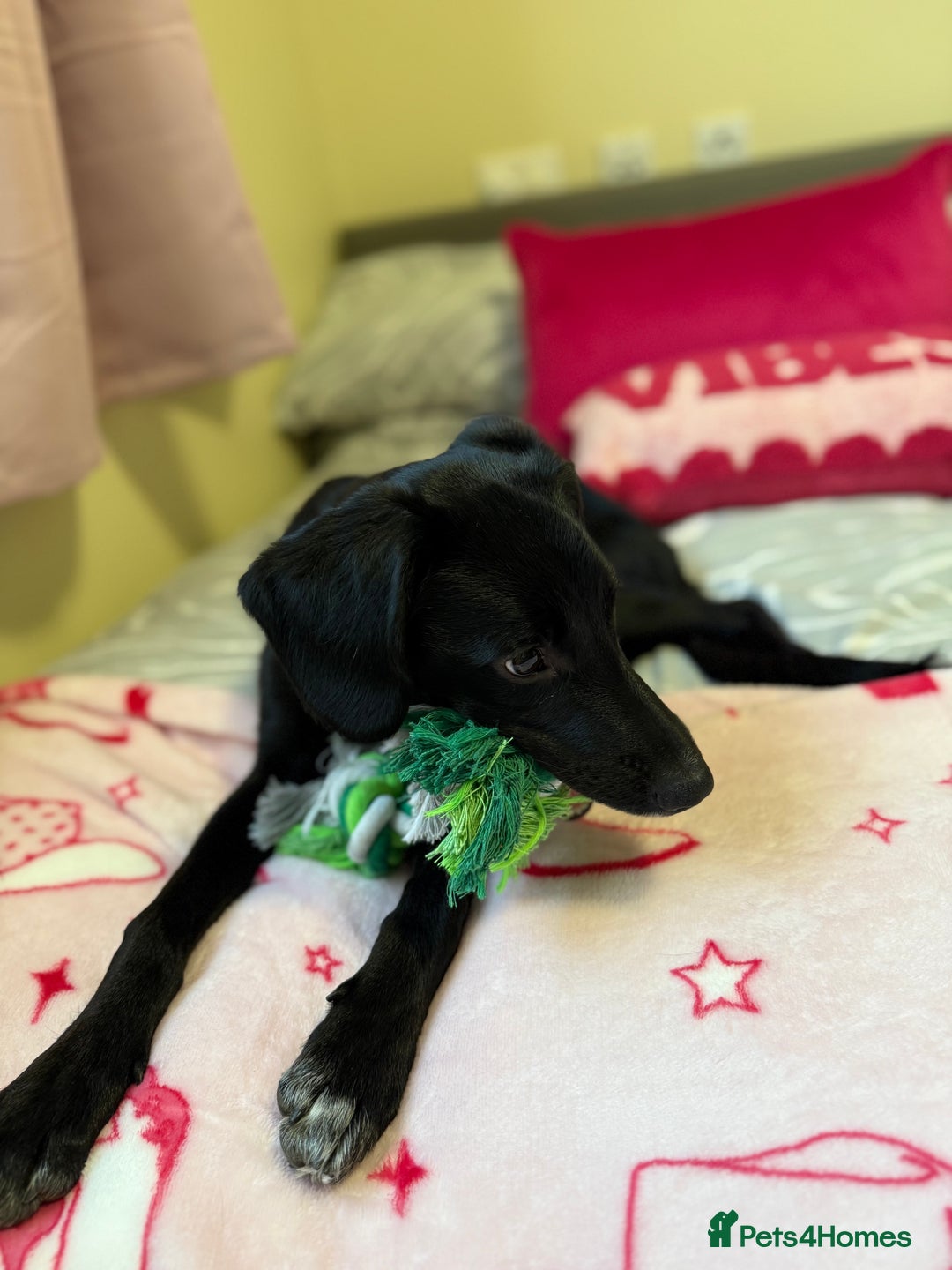 Mixed Breed dogs for sale: Australian Kelpie X Cocker Spaniel - Image 3