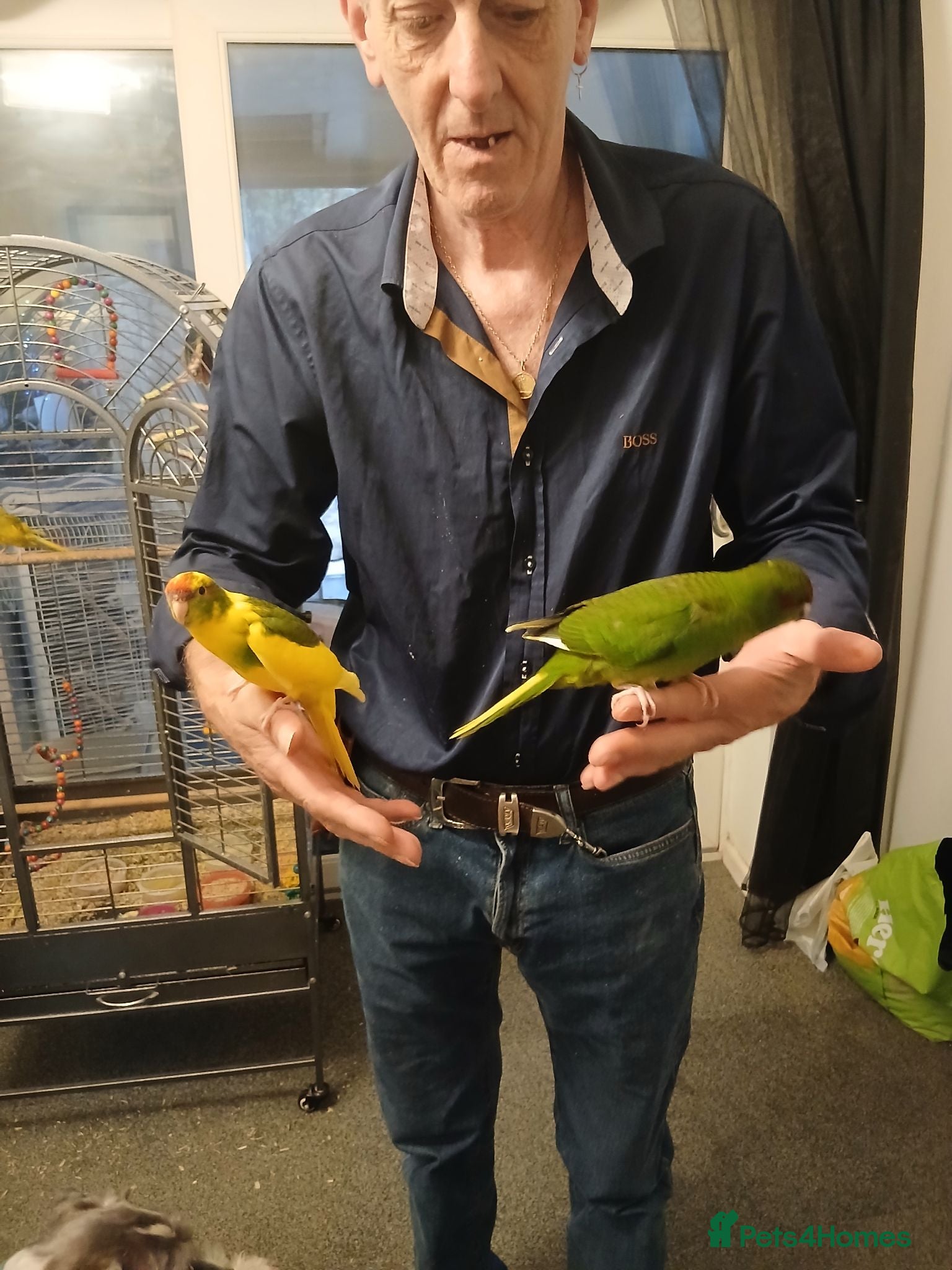 Mixed Breed birds Young kakariki - Advert 13
