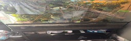 Chameleon reptiles for sale: LUXARY VIV FOR SALE - Advert 3