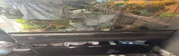 Chameleon reptiles for sale: LUXARY VIV FOR SALE - Advert 3