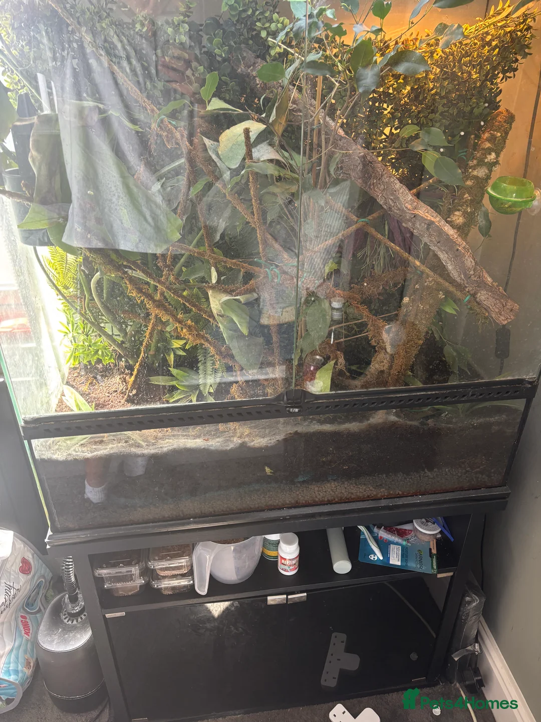 Chameleon reptiles for sale: LUXARY VIV FOR SALE - Advert 3