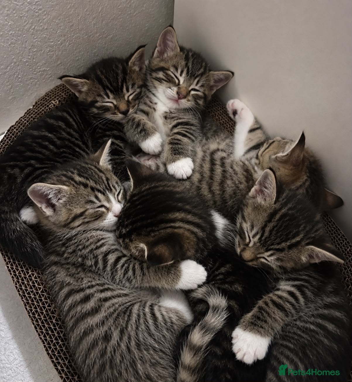 Mixed Breed cats Cute tabby kittens 8 weeks - Advert 14