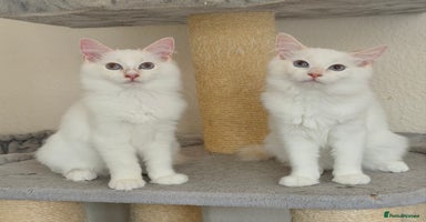 Ragdoll cats - Advert 16