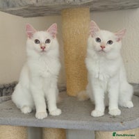 Ragdoll cats - Advert 10