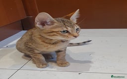 Savannah cats for sale: Fabulous F5 SBT Savannah Kittens! - Image 11