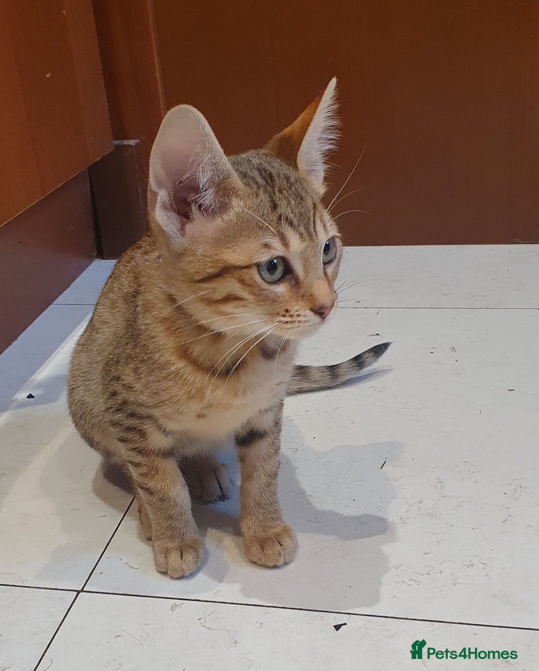 Savannah cats for sale: Fabulous F5 SBT Savannah Kittens! - Image 11