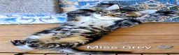 Bengal cats for sale: Snow Bengal Maine coon mixed moggies - Advert 14